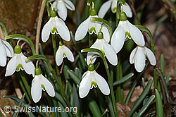 Galanthus nivalis (C319960)