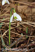 Galanthus nivalis (C319968)