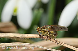 C319992: Gelbe Dungfliege (Scathophaga stercoraria)