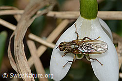 C319994: Gelbe Dungfliege (Scathophaga stercoraria) auf Schneeglöckchen (Galanthus nivalis)