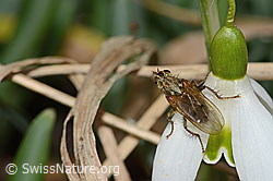 C319996: Gelbe Dungfliege (Scathophaga stercoraria) auf Schneeglöckchen (Galanthus nivalis)