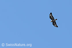 Buteo buteo (03.03.2025, C320118)