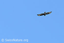 Buteo buteo (C320120) Buteo buteo (C320120)