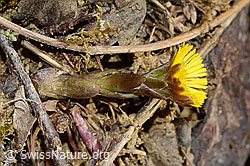 Huflattich (Tussilago farfara) (03.03.2025, C320137)
