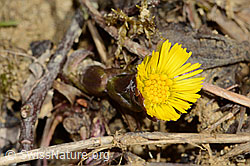 Tussilago farfara (C320139)