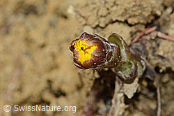 Tussilago farfara (C320147)