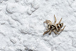 Salticus scenicus (C320318)