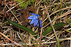 Sibirischer Blaustern (Scilla siberica) (C320323)