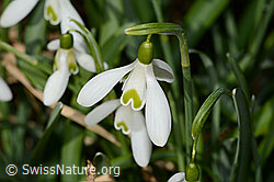 Galanthus nivalis (C320331)