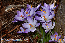 Frühlings-Krokus (Crocus albiflorus) (C320335) Frühlings-Krokus (Crocus albiflorus) (C320335)