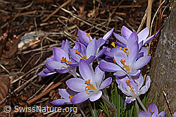 Frühlings-Krokus (Crocus albiflorus) (C320336) Frühlings-Krokus (Crocus albiflorus) (C320336)