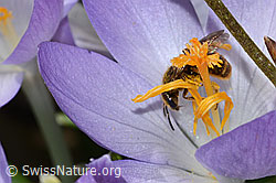 Gewöhnliche Schmalbiene (Lasioglossum calceatum) auf Sumpf-Kratzdistel (Cirsium palustre)