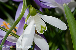 Galanthus nivalis (C320356)