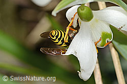 Polistes dominula on Galanthus nivalis (C320361)