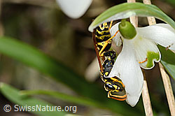 Polistes dominula on Galanthus nivalis (C320362)