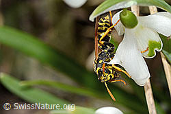 Polistes dominula on Galanthus nivalis (C320363)