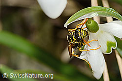 Polistes dominula on Galanthus nivalis (C320364)