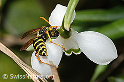 Polistes dominula on Galanthus nivalis (C320373)