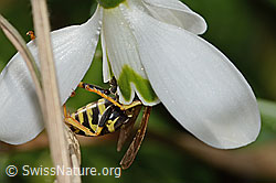Polistes dominula on Galanthus nivalis (C320374)