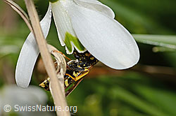 Polistes dominula on Galanthus nivalis (C320378)