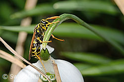 Polistes dominula on Galanthus nivalis (C320380)