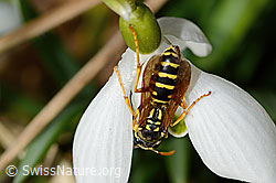 Polistes dominula on Galanthus nivalis (C320387)
