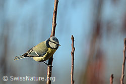 Blaumeise (Cyanistes caeruleus) (C320391) Blaumeise (Cyanistes caeruleus) (C320391)