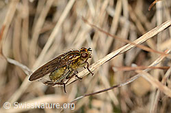 C320400: Gelbe Dungfliege (Scathophaga stercoraria)