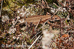 Waldeidechse (Zootoca vivipara) (C320483) Waldeidechse (Zootoca vivipara) (C320483)