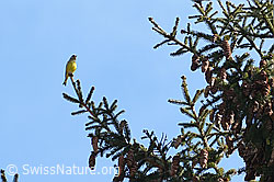 Vogel (C320618)