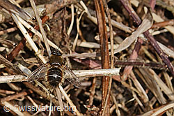 Neu in SwissNature.org: Tachina ursina (Raupenfliege)