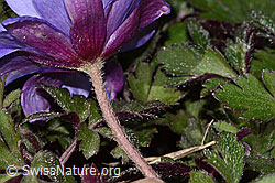 Foto: Balkan Windröschen (Anemone blanda)