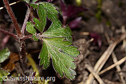 Foto: Balkan Windröschen (Anemone blanda)