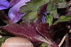 Foto: Balkan Windröschen (Anemone blanda)