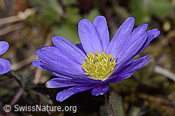 Neu in SwissNature.org: Balkan Windröschen (Anemone blanda)