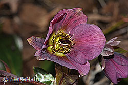 Foto: Östliche Nieswurz (Helleborus orientalis)