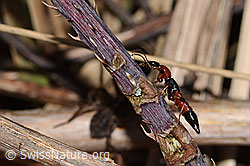Uferkurzflügler (Paederus littoralis) (C320655) Uferkurzflügler (Paederus littoralis) (C320655)