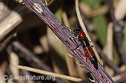 Uferkurzflügler (Paederus littoralis) (C320656) Uferkurzflügler (Paederus littoralis) (C320656)