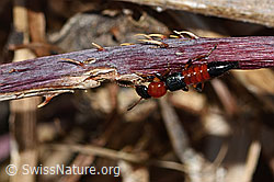 Uferkurzflügler (Paederus littoralis) (C320660) Uferkurzflügler (Paederus littoralis) (C320660)