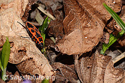 Feuerwanze (Pyrrhocoris apterus) (C320673) Feuerwanze (Pyrrhocoris apterus) (C320673)