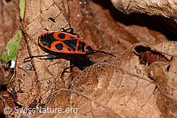 Feuerwanze (Pyrrhocoris apterus) (C320677) Feuerwanze (Pyrrhocoris apterus) (C320677)