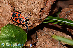 Feuerwanze (Pyrrhocoris apterus) (C320678) Feuerwanze (Pyrrhocoris apterus) (C320678)