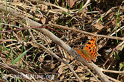 C-Falter (Polygonia c-album) (C320679) C-Falter (Polygonia c-album) (C320679)