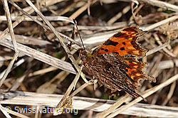 C-Falter (Polygonia c-album) (C320688) C-Falter (Polygonia c-album) (C320688)