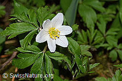 Photo: Anemone nemorosa