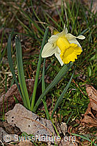 Osterglocke (Narcissus pseudonarcissus) (C320813)