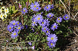 Foto: Balkan Windröschen (Anemone blanda)