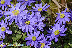 Foto: Balkan Windröschen (Anemone blanda)