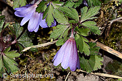 Foto: Balkan Windröschen (Anemone blanda)