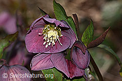 Helleborus orientalis (C320828)